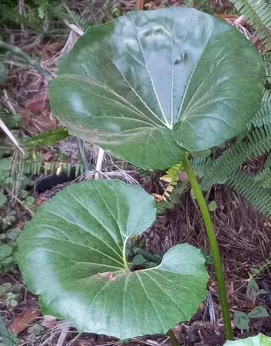 Farfugium japonicum var. giganteum (alternate view 4)