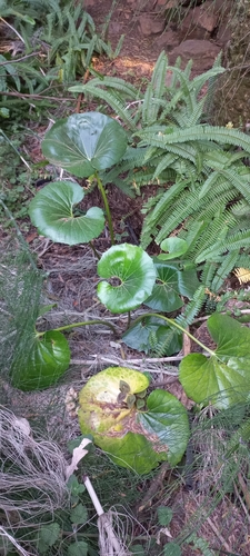Farfugium japonicum var. giganteum (alternate view 5)