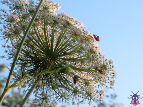 Daucus carota (Queen Ann's lace) (alternate view 2)