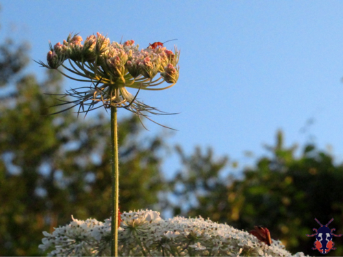 Daucus carota (Queen Ann's lace) (alternate view 3)