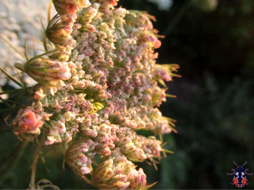 Daucus carota (Queen Ann's lace) (alternate view 4)
