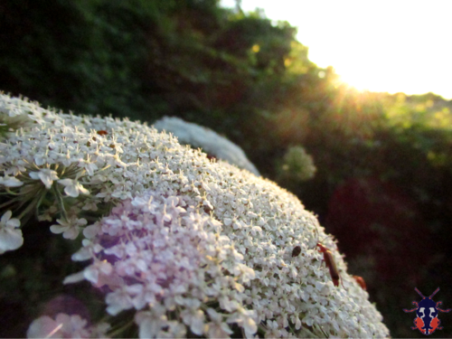 Daucus carota (Queen Ann's lace) (alternate view 5)