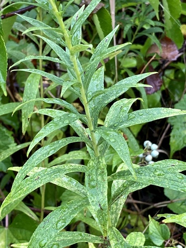 Solidago altissima (tall goldenrod)