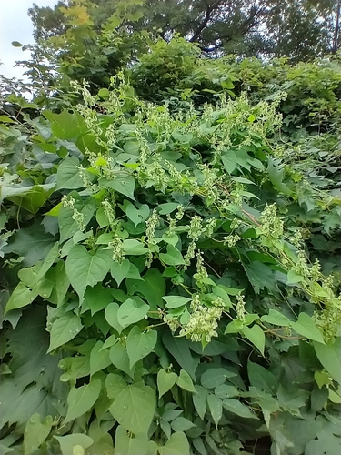 Fallopia scandens (climbing false buckwheat)