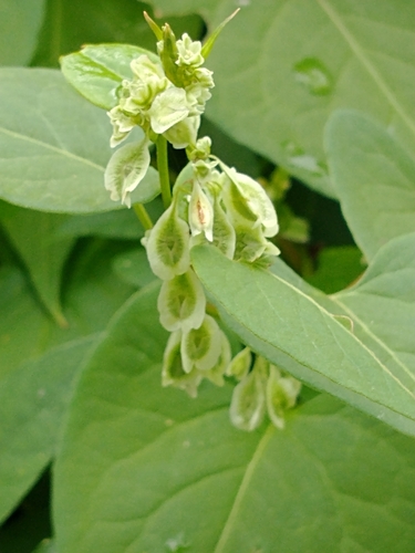 Fallopia scandens (climbing false buckwheat) (alternate view 2)