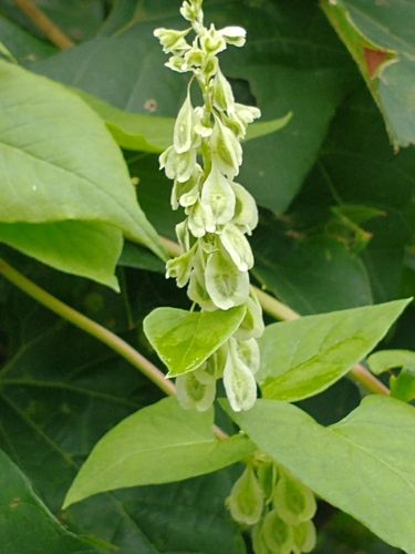 Fallopia scandens (climbing false buckwheat) (alternate view 3)