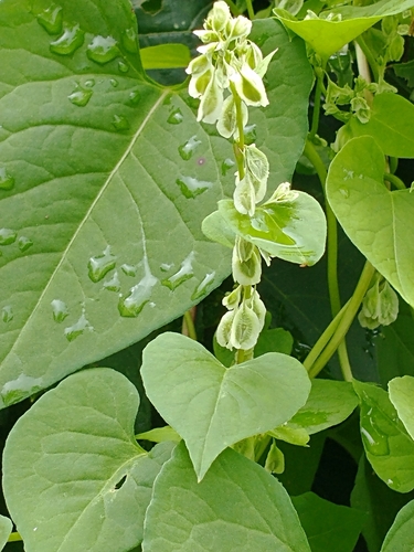 Fallopia scandens (climbing false buckwheat) (alternate view 4)