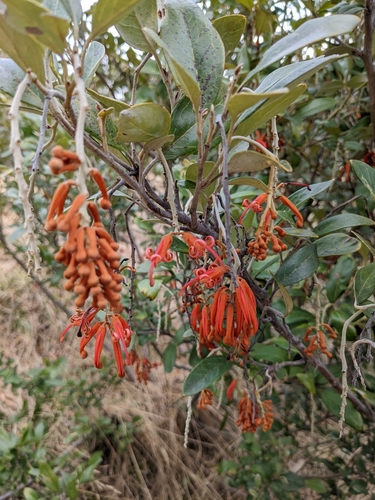 Grevillea victoriae (Royal Grevillea) (alternate view 5)