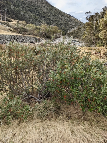 Grevillea victoriae (Royal Grevillea) (alternate view 6)