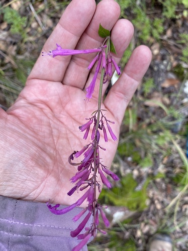 Agastache (Hyssops) (alternate view 9)