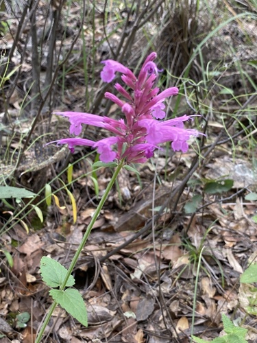 Agastache (Hyssops) (alternate view 7)