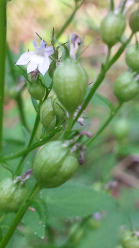 Lobelia inflata (Indian tobacco)