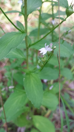 Lobelia inflata (Indian tobacco)