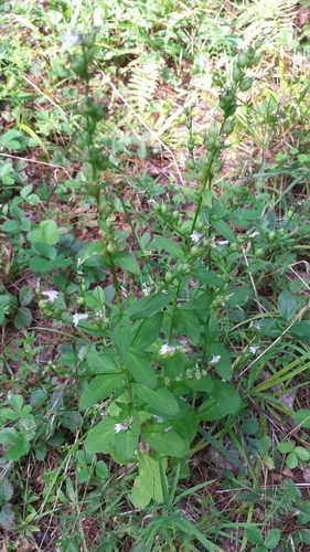 Lobelia inflata (Indian tobacco)