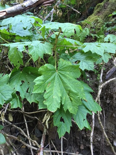 Oplopanax horridus (devil's club) (alternate view 3)