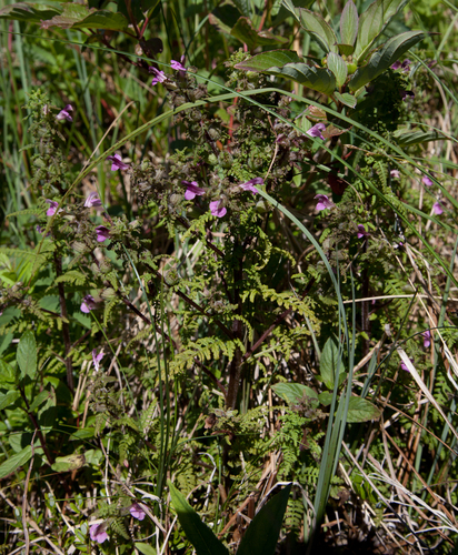 Pedicularis palustris (Marsh Lousewort)