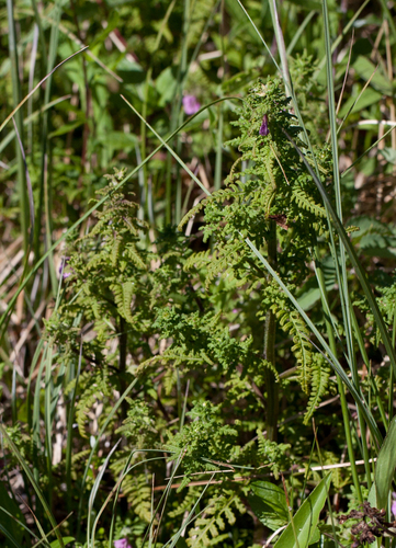 Pedicularis palustris (Marsh Lousewort)