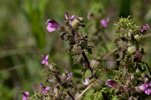 Pedicularis palustris (Marsh Lousewort)