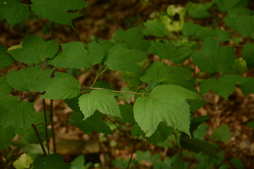 Acer pensylvanicum (striped maple)