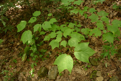 Acer pensylvanicum (striped maple)