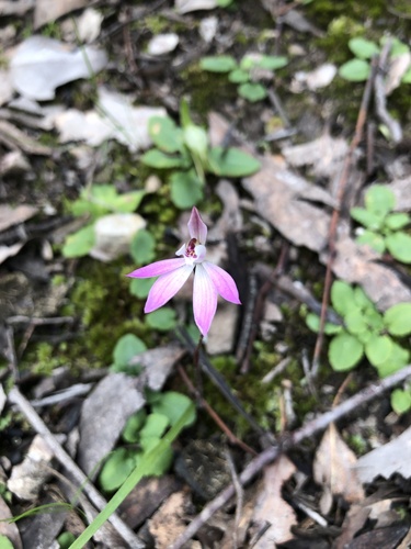 Caladenia fuscata (Dusky Fingers) (alternate view 7)