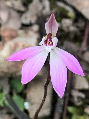 Caladenia fuscata (Dusky Fingers) (alternate view 5)