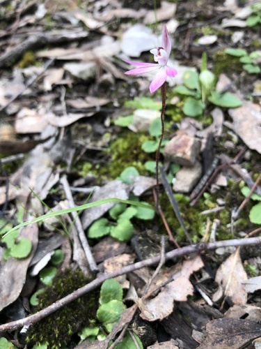 Caladenia fuscata (Dusky Fingers) (alternate view 9)