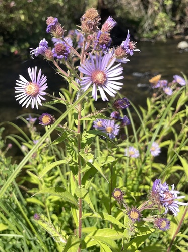Canadanthus modestus (Giant Mountain Aster) (alternate view 4)