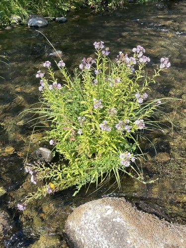Canadanthus modestus (Giant Mountain Aster) (alternate view 5)