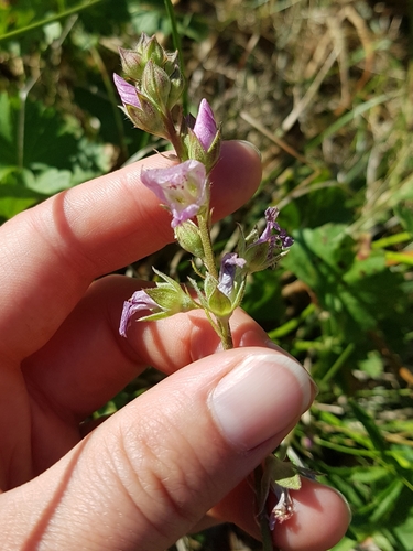 Sidalcea oregana (Oregon Checker-Mallow)