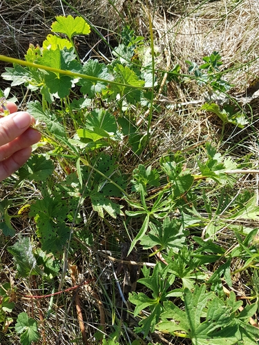 Sidalcea oregana (Oregon Checker-Mallow) (alternate view 2)