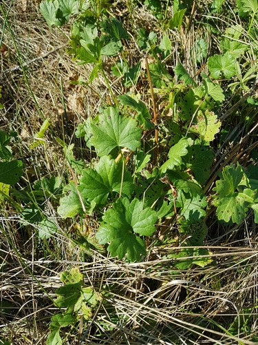Sidalcea oregana (Oregon Checker-Mallow) (alternate view 3)