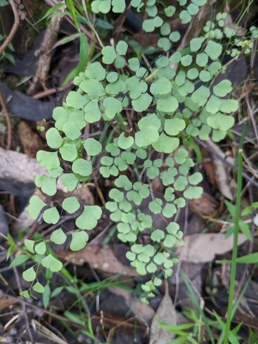 Adiantum aethiopicum (common maidenhair fern) (alternate view 6)