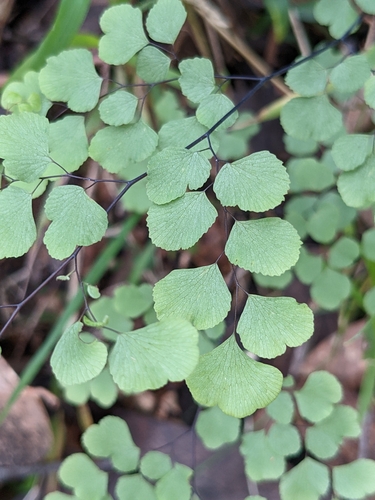 Adiantum aethiopicum (common maidenhair fern) (alternate view 7)
