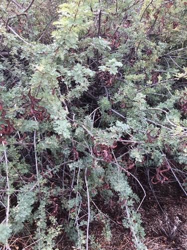 Senegalia greggii (Catclaw Acacia) (alternate view 5)