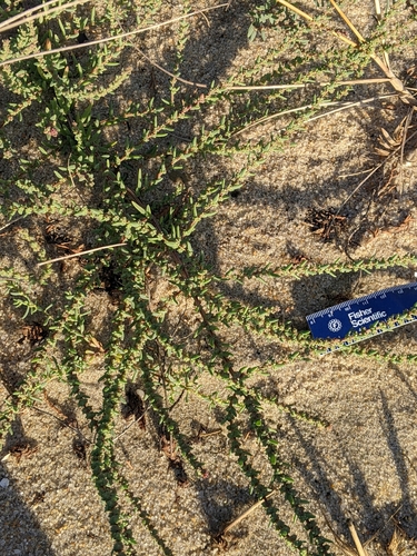 Suaeda (Seepweeds)