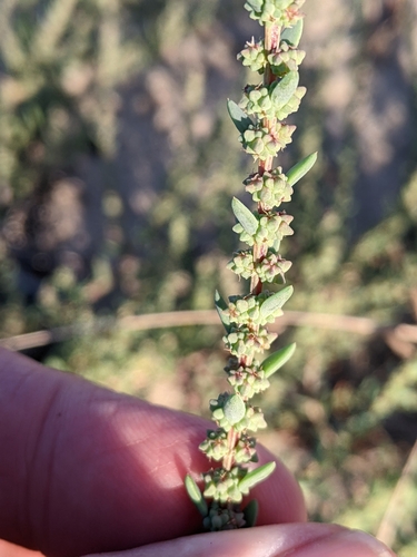 Suaeda (Seepweeds) (alternate view 3)