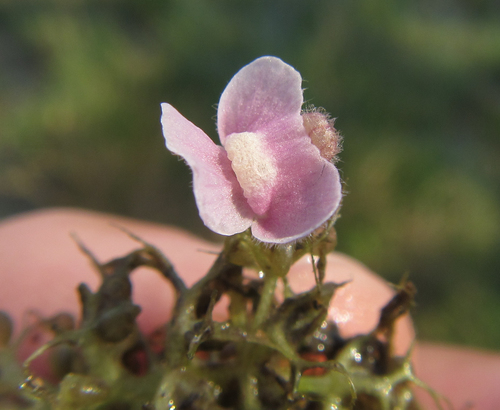 Utricularia (Bladderworts) (alternate view 6)