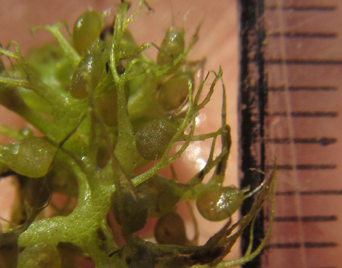 Utricularia (Bladderworts) (alternate view 7)