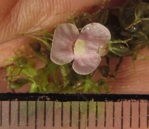 Utricularia (Bladderworts) (alternate view 8)