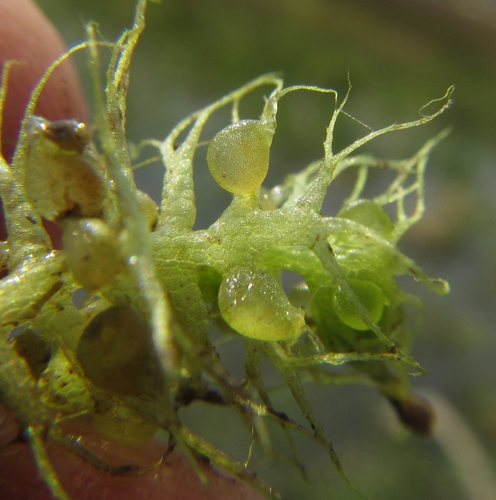Utricularia (Bladderworts) (alternate view 9)