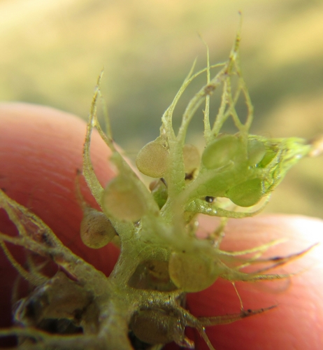Utricularia (Bladderworts) (alternate view 10)