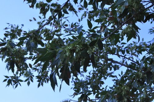 Fraxinus velutina (Velvet Ash)
