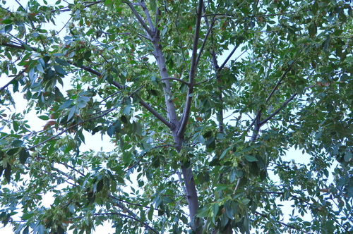 Fraxinus velutina (Velvet Ash) (alternate view 2)