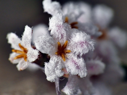 Leucopogon virgatus (common beard-heath) (alternate view 5)