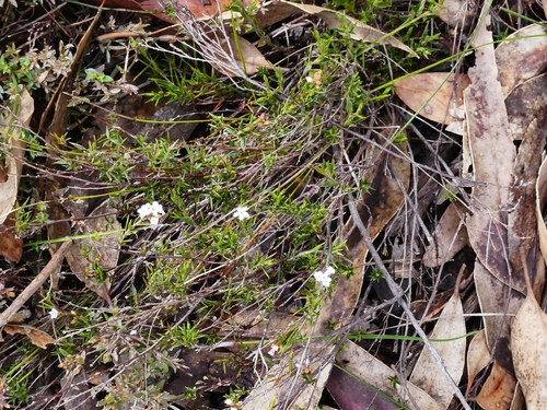 Leucopogon virgatus (common beard-heath) (alternate view 6)