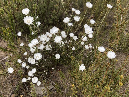 Argentipallium obtusifolium (Blunt everlasting)