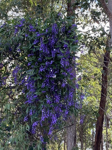 Hardenbergia comptoniana (Native wisteria) (alternate view 6)
