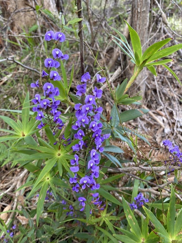 Hardenbergia comptoniana (Native wisteria) (alternate view 7)