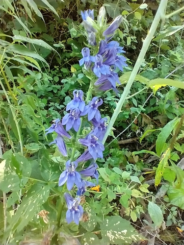Lobelia siphilitica (Great Blue Lobelia)